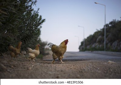 Kies voor het Grote Gewin door het Spellen van Chicken Road Online Gokspel, chicken road demo